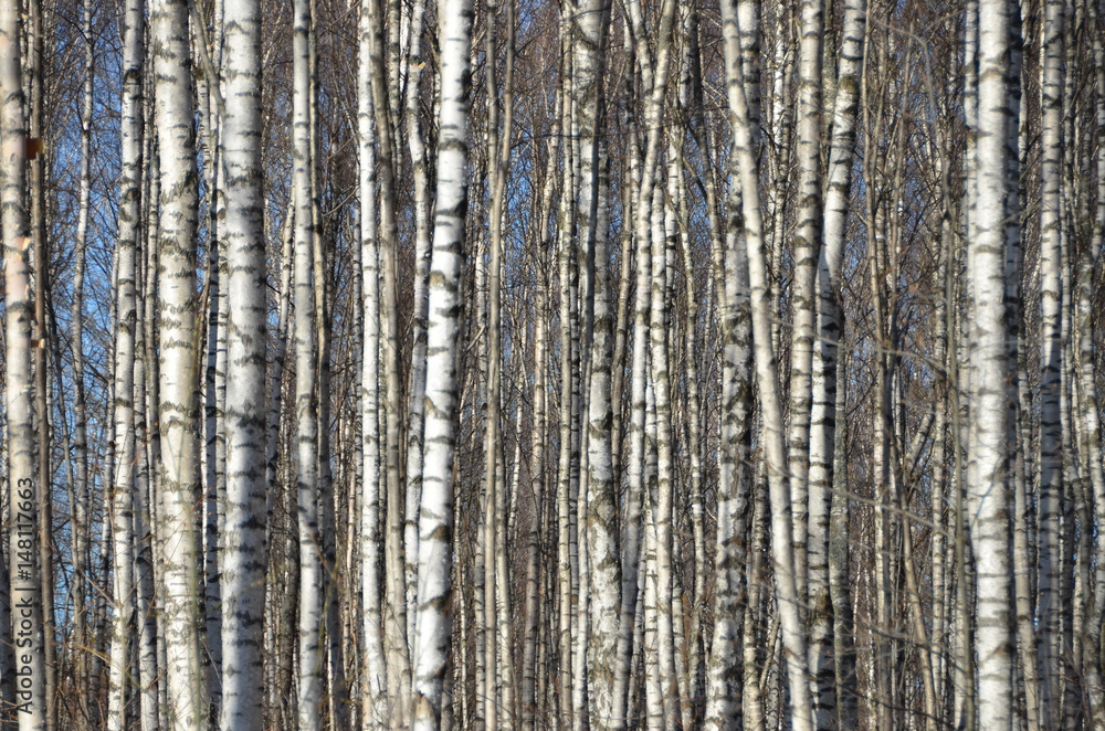 Birches grove near lake in spring. Sunny day. Birches grove near lake in spring. Sunny day.