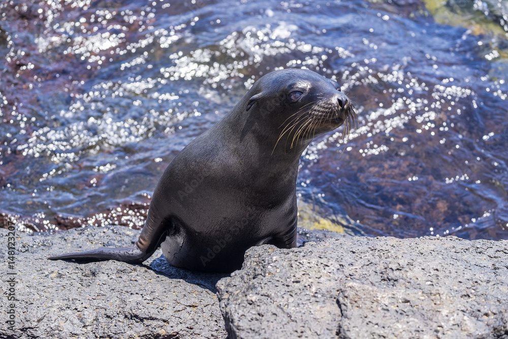 Fototapeta premium One Sea Lion Pup Coming Out of the Ocean to Sun Himself on the Lava Rock