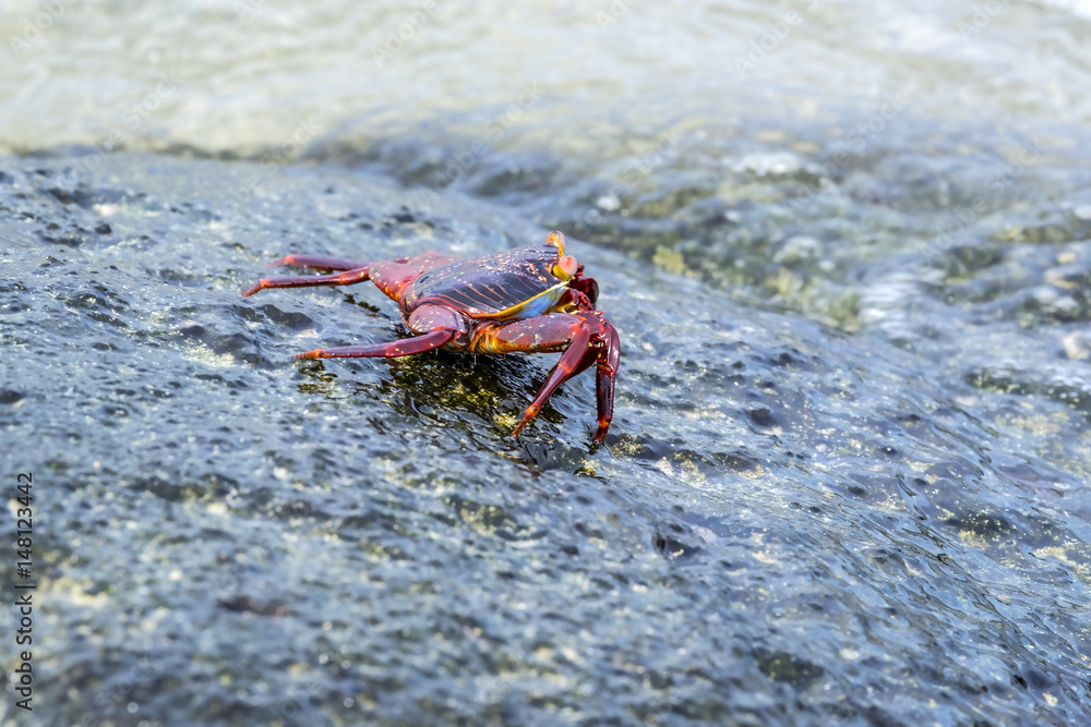 Sally Lightfoot Crab on Galapagos Islands Sally Lightfoot Crab on Galapagos Islands