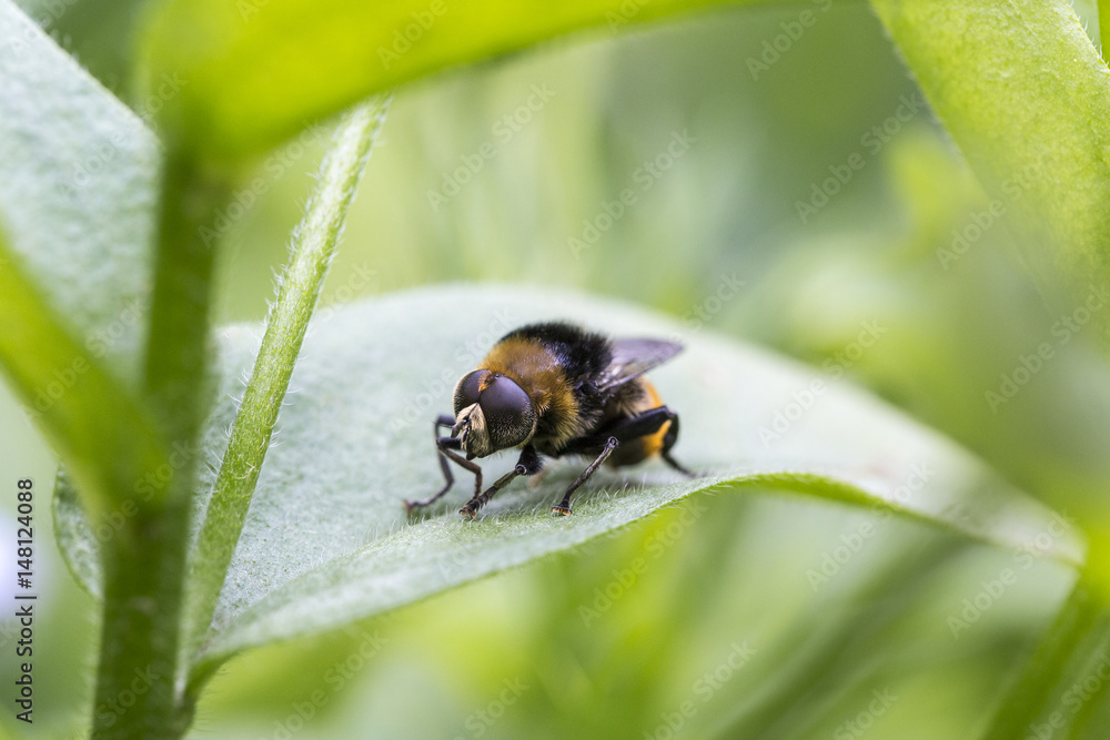 Close up of a Narcissus bulb fly, a specie of hoverfly, displaying similar color patterns as bumblebees. Close up of a Narcissus bulb fly, a specie of hoverfly, displaying similar color patterns as bumblebees.