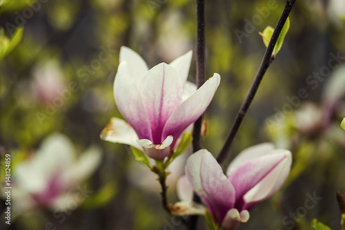 A magnolia blossom Beautiful spring bloom for magnolia tulip trees pink flowers Magnolia flowers. Blooming magnolia tree in the spring Beautiful trees in bloom