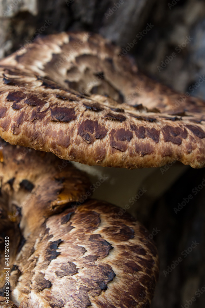 Brown Rot Bark Mushrooms Brown Rot Bark Mushrooms