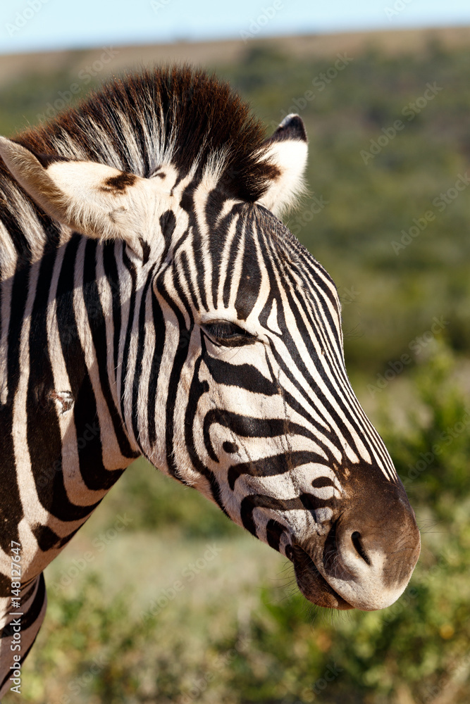 Naklejka premium Close up of a Zebra's face