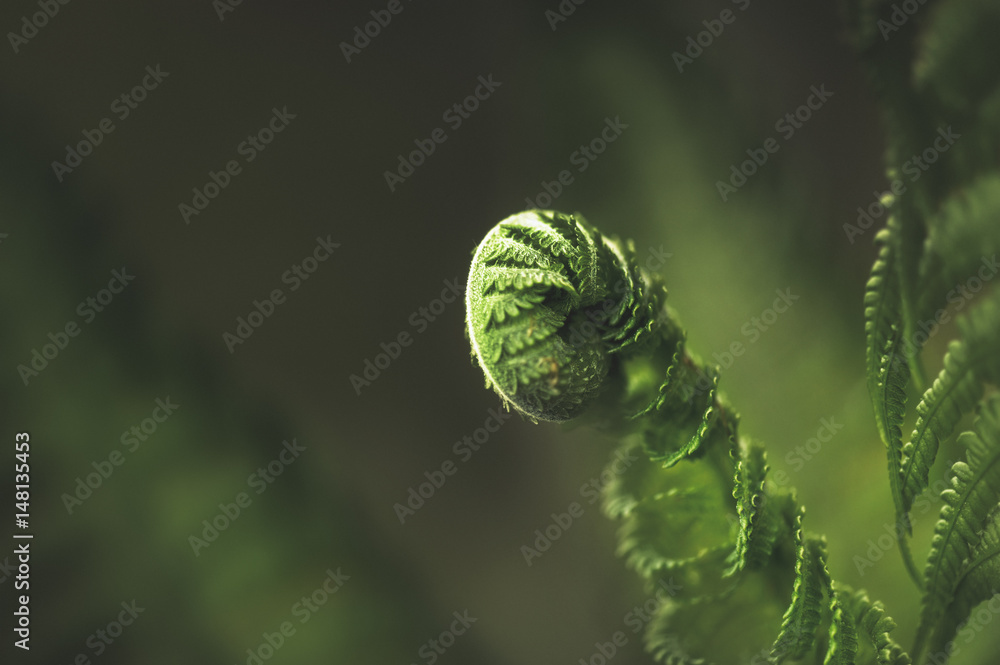 Fern leaf in the forest. Close-up Fern leaf in the forest. Close-up