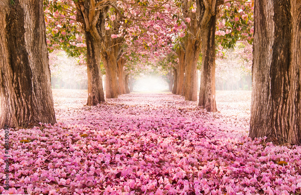 Falling petal over the romantic tunnel of pink flower trees / Romantic  Blossom tree over nature background in Spring season / flowers Background  Stock Photo | Adobe Stock