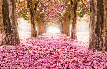 Crédence de cuisine Fleur de cerisier Tunnel romantique cerisiers fleuris printemps  © IamJoyful