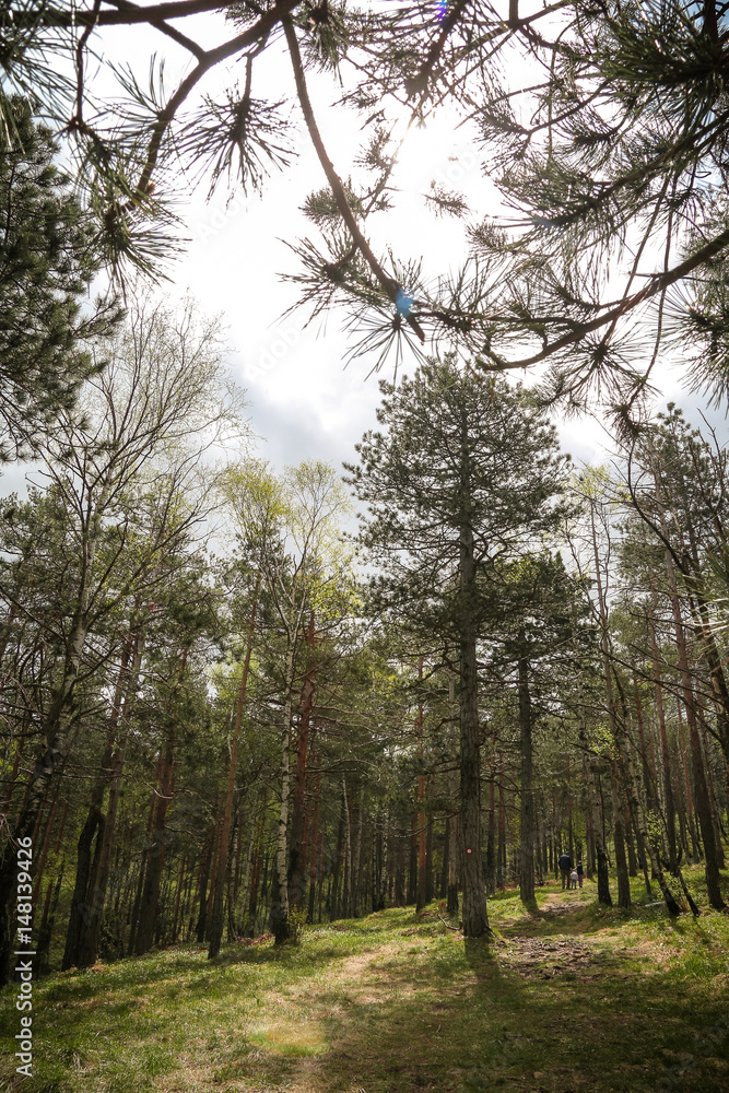 Fototapeta premium Meadow in spring