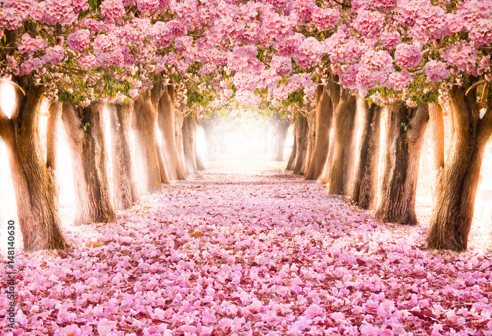 Falling petal over the romantic tunnel of pink flower trees / Romantic Blossom tree over nature background in Spring season / flowers Background - obrazy, fototapety, plakaty 