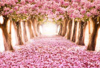 Crédence de cuisine Fleur de cerisier Pétales tombant tunnel cerisiers romantiques  © IamJoyful