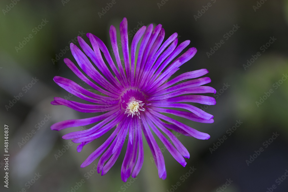 Fototapeta premium Purple Ice Plant flower