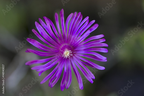 Purple Ice Plant flower