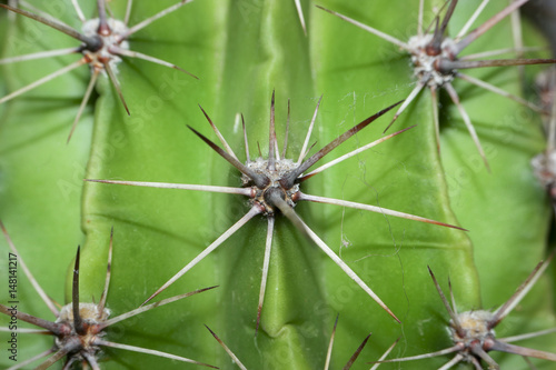 Kaktus Dornen 2