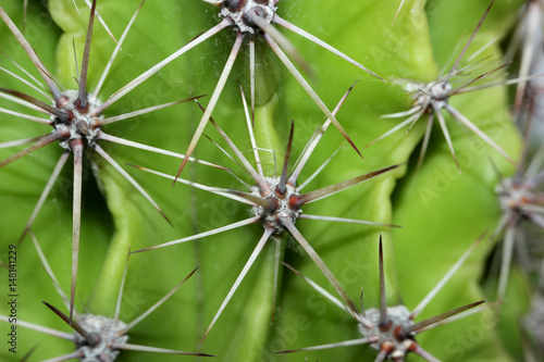 Kaktus Dornen 1