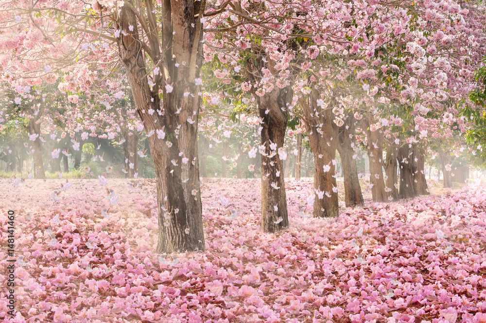 Naklejka premium Falling petal over the romantic tunnel of pink flower trees / Romantic Blossom tree over nature background in Spring season / flowers Background