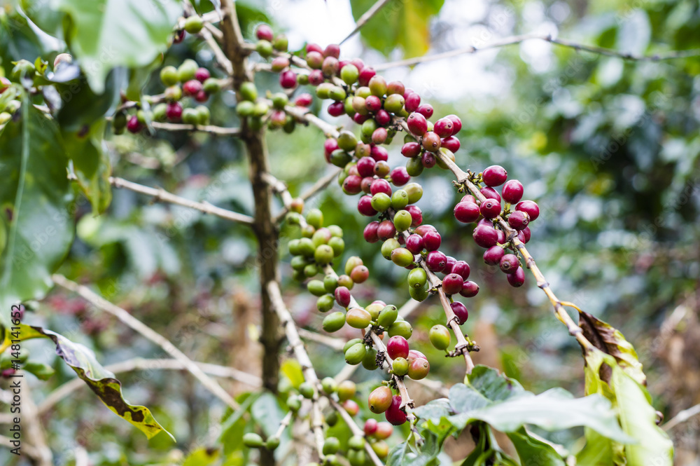 Red coffee beans on a branch of coffee tree, ripe and unripe berries, combination with green leaves in Dong Hua Sao National Protected Area, Bolaven Plateau, Champasak Province, Laos