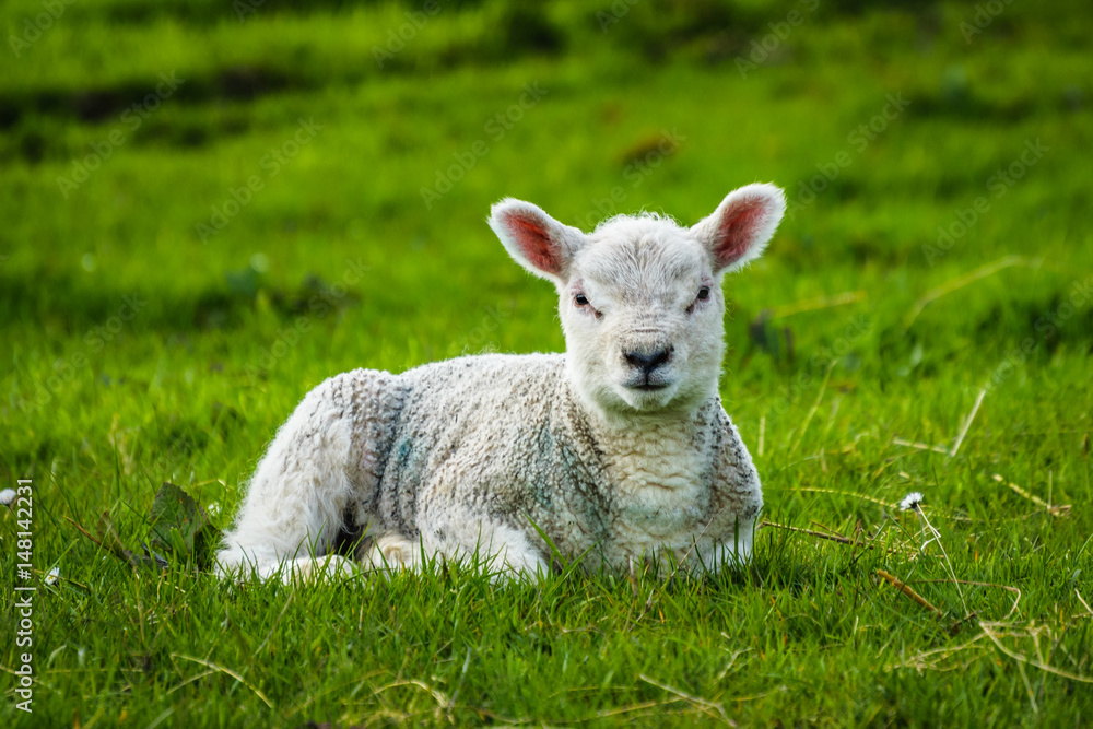 Baby Sheep In the Meadows, Sheep looking up camera, Springtime On English Countryside Baby Sheep In the Meadows, Sheep looking up camera, Springtime On English Countryside