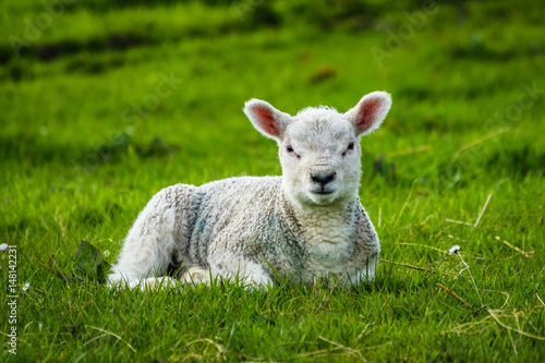 Baby Sheep In the Meadows, Sheep looking up camera, Springtime On English Countryside