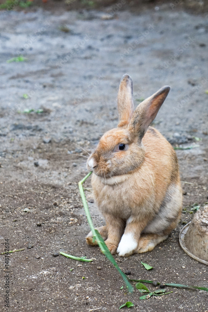 Beautiful young small brown rabbit on the green field grass in summer day Beautiful young small brown rabbit on the green field grass in summer day