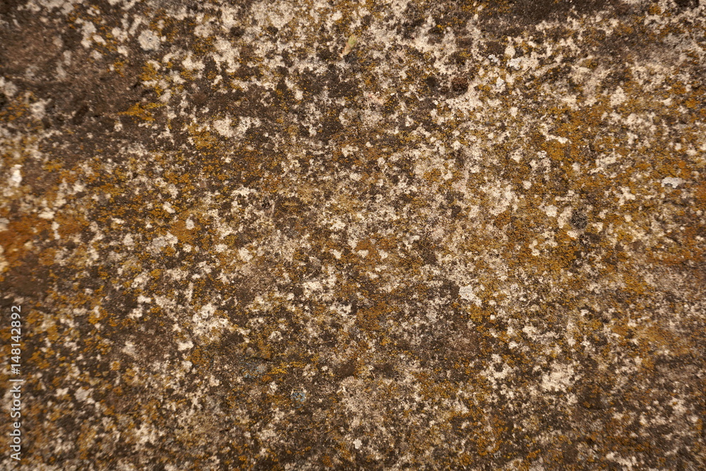 moss worn grainy concrete background moss worn grainy concrete background