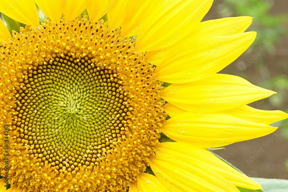 Bright yellow sunflowers sun flower close up in field garden Bright yellow sunflowers sun flower close up in field garden
