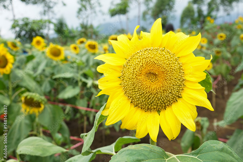 Bright yellow sunflowers sun flower close up in field garden