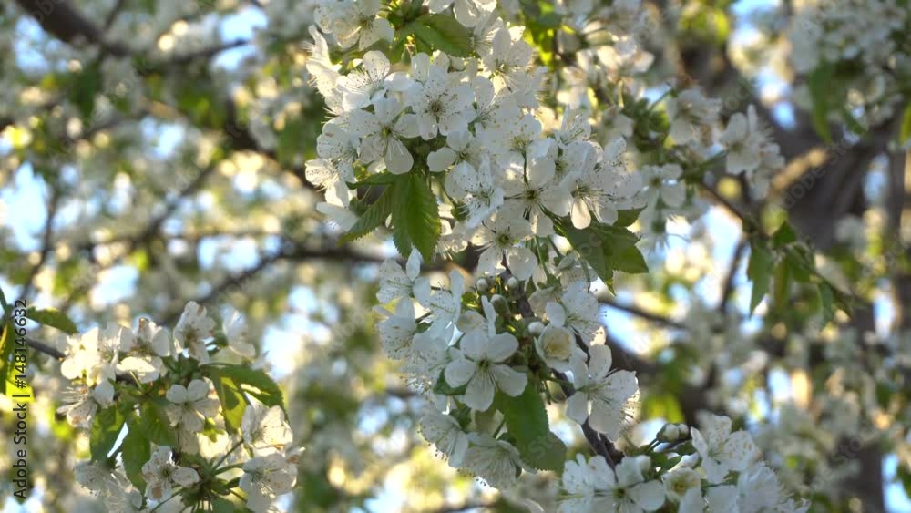 Cherry blossoms in the spring at sunset. Close-up Cherry blossoms in the spring at sunset. Close-up