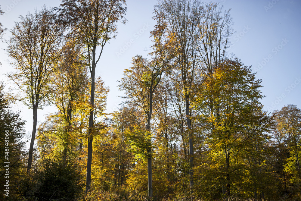 Herbstwald impressionen