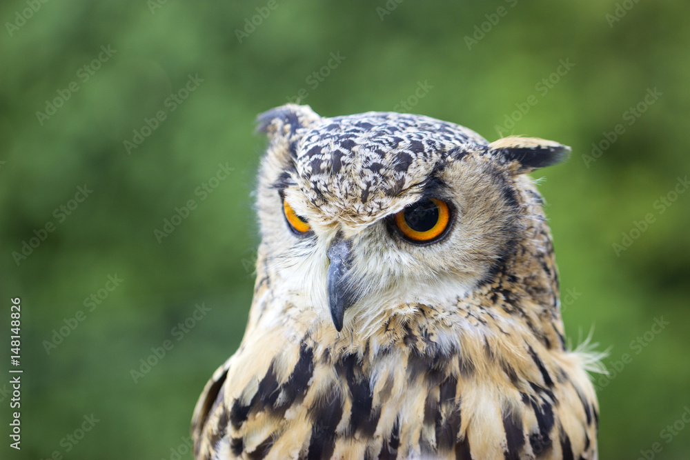 Portrait eines Uhus Portrait eines Uhus