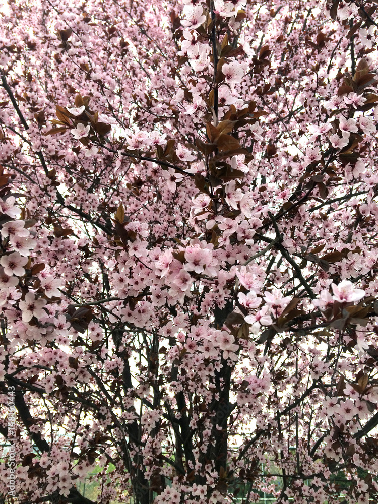 Spring, tree, blossom, nature, flower, garden, park, pink, beaty, field Spring, tree, blossom, nature, flower, garden, park, pink, beaty, field