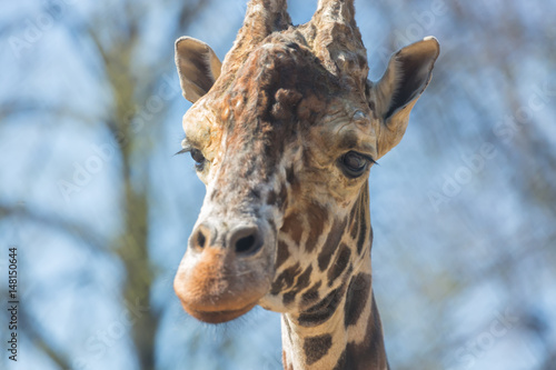 Close-up portrait of a giraffe head Giraffa Camelopardalis © Nikolay N. Antonov
