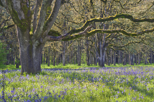 Ancient Oak tree in soft sunlight with meadow of wildflowers  photo