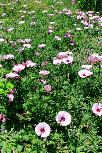 Jardines de flores rosas y moradas