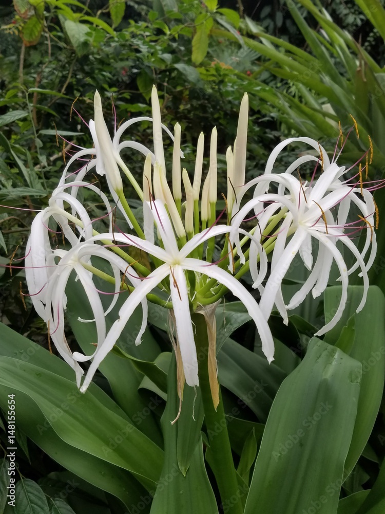 Obraz premium Swamp lilies