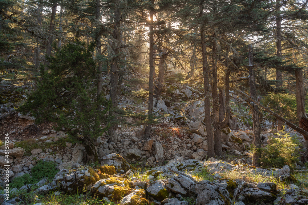Trees in old forest covered with moss. Sunlight streaming through the branches. Trees in old forest covered with moss. Sunlight streaming through the branches.