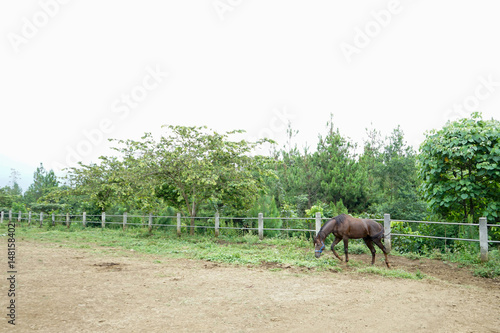 black brown horse grazing in the meadow field in countryside
