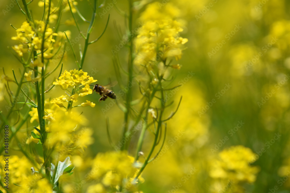 Obraz premium save the bees