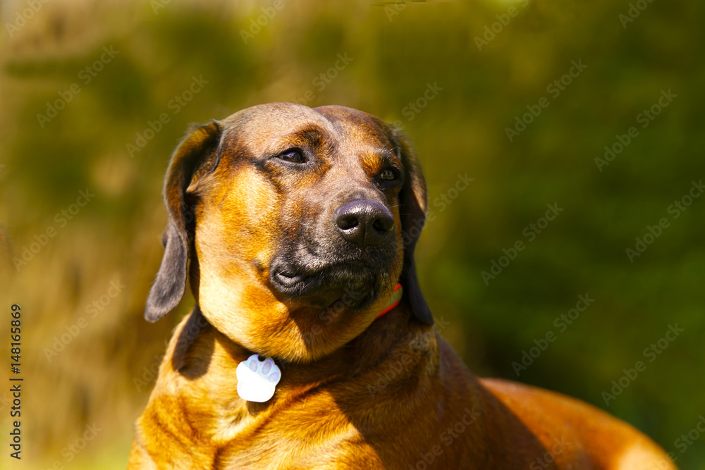 Bayrischer Gebirgsschweißhund Gismo im Garten