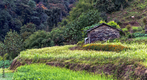 Farm surrounded by green agtricultural fields - Nepal, Himalayas photo