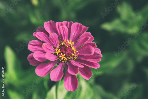 Pink flower in the garden. Beautiful flower blossom in the spring garden