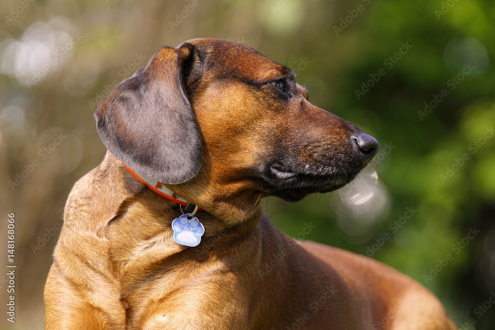 Bayrischer Gebirgsschweißhund Gismo im Garten Bayrischer Gebirgsschweißhund Gismo im Garten