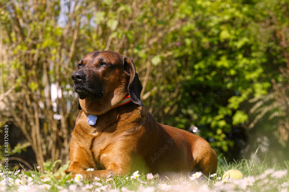 Bayrischer Gebirgsschweißhund Gismo im Garten
