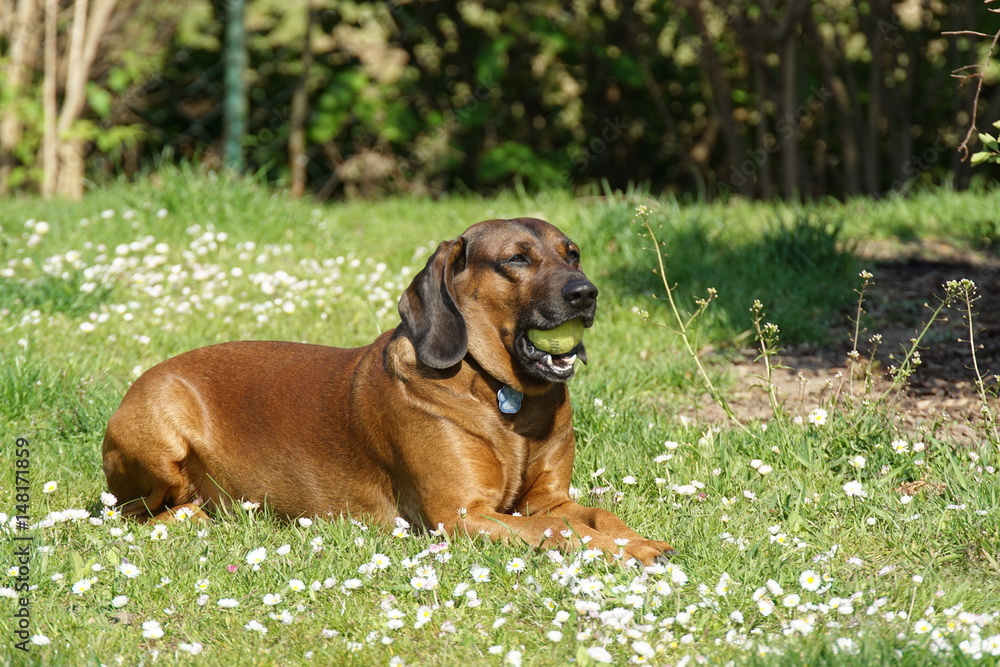 Bayrischer Gebirgsschweißhund Gismo im Garten am Ball