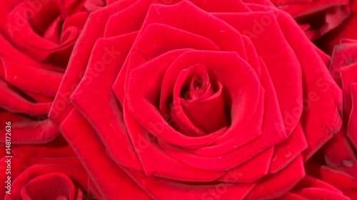  Background of red roses.Red roses. Roses rotate and zoom out. Rotation 360. High speed camera shot. Full HD 1080p. 