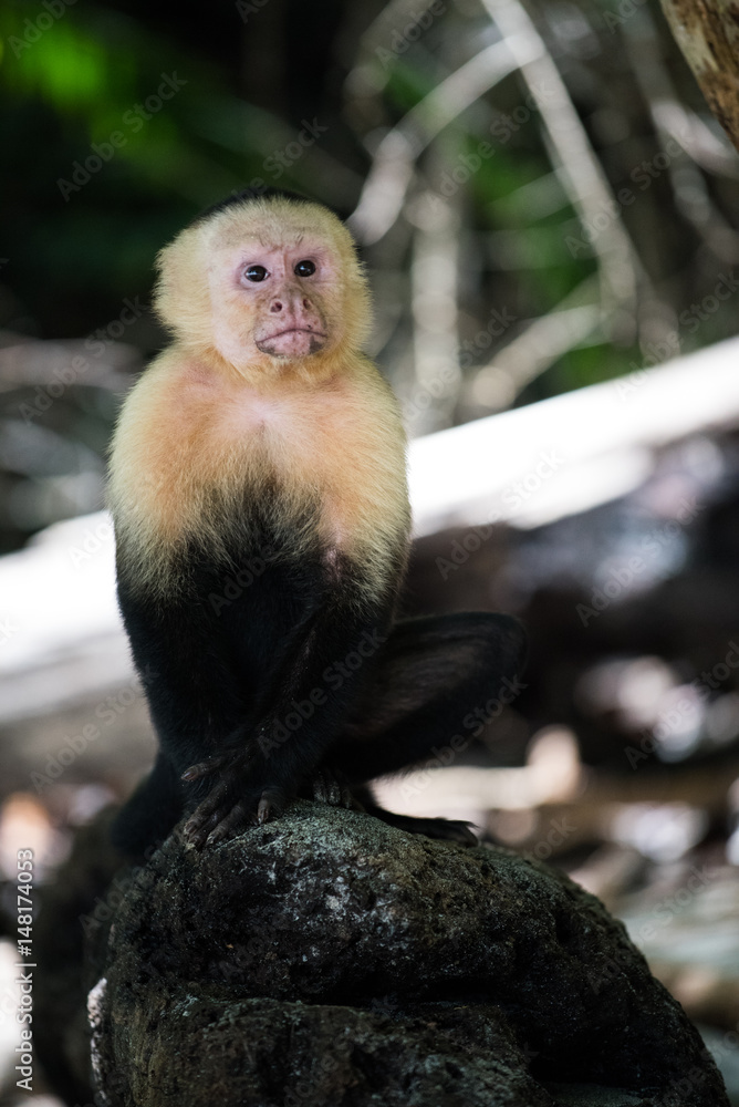 Naklejka premium monkey