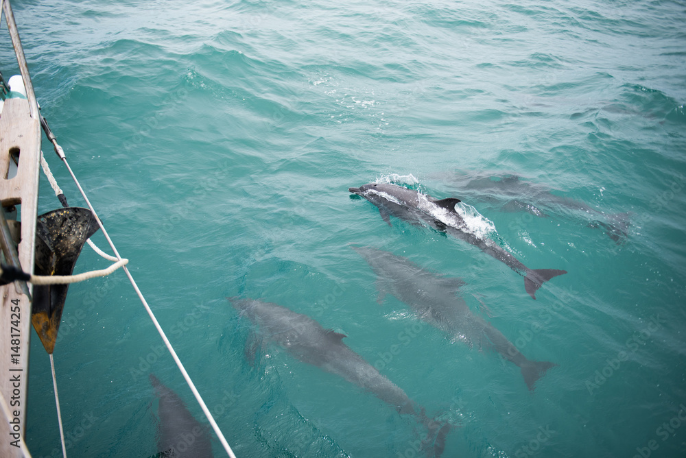 Fototapeta premium dolphins