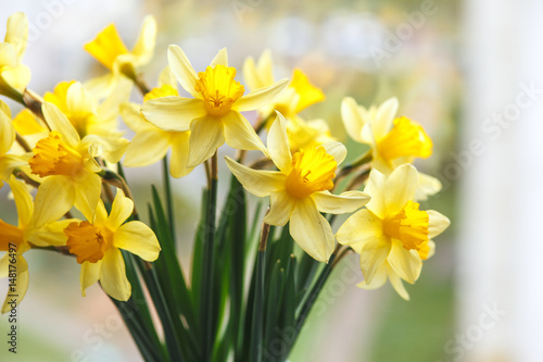 Fototapeta Naklejka Na Ścianę i Meble -  Spring easter background with daffodils in the bucket on the window .Yellow narcissus or daffodil flowers