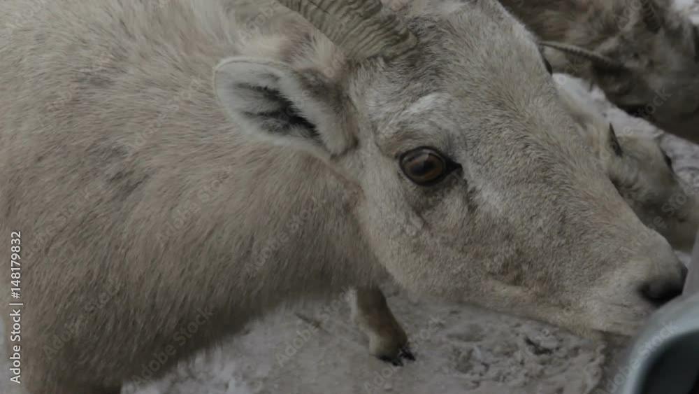 Mountain goats lick road salt off of car Mountain goats lick road salt off of car