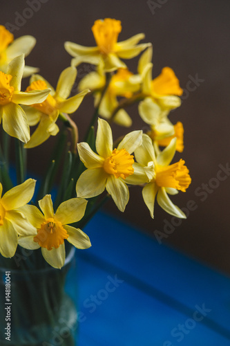 Fototapeta Naklejka Na Ścianę i Meble -  Yellow narcissus or daffodil flowers on blue wooden background. Selective focus. Place for text.