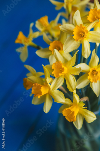 Fototapeta Naklejka Na Ścianę i Meble -  Yellow narcissus or daffodil flowers on blue wooden background. Selective focus. Place for text.