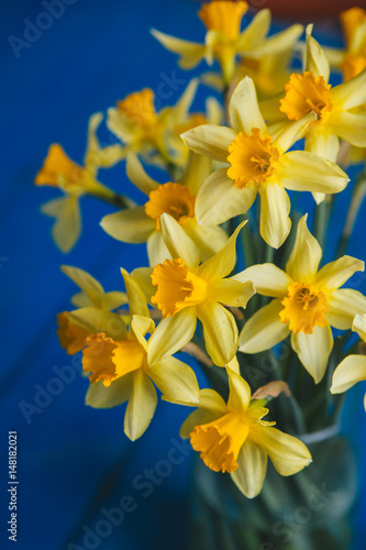 Yellow narcissus or daffodil flowers on blue wooden background. Selective focus. Place for text.